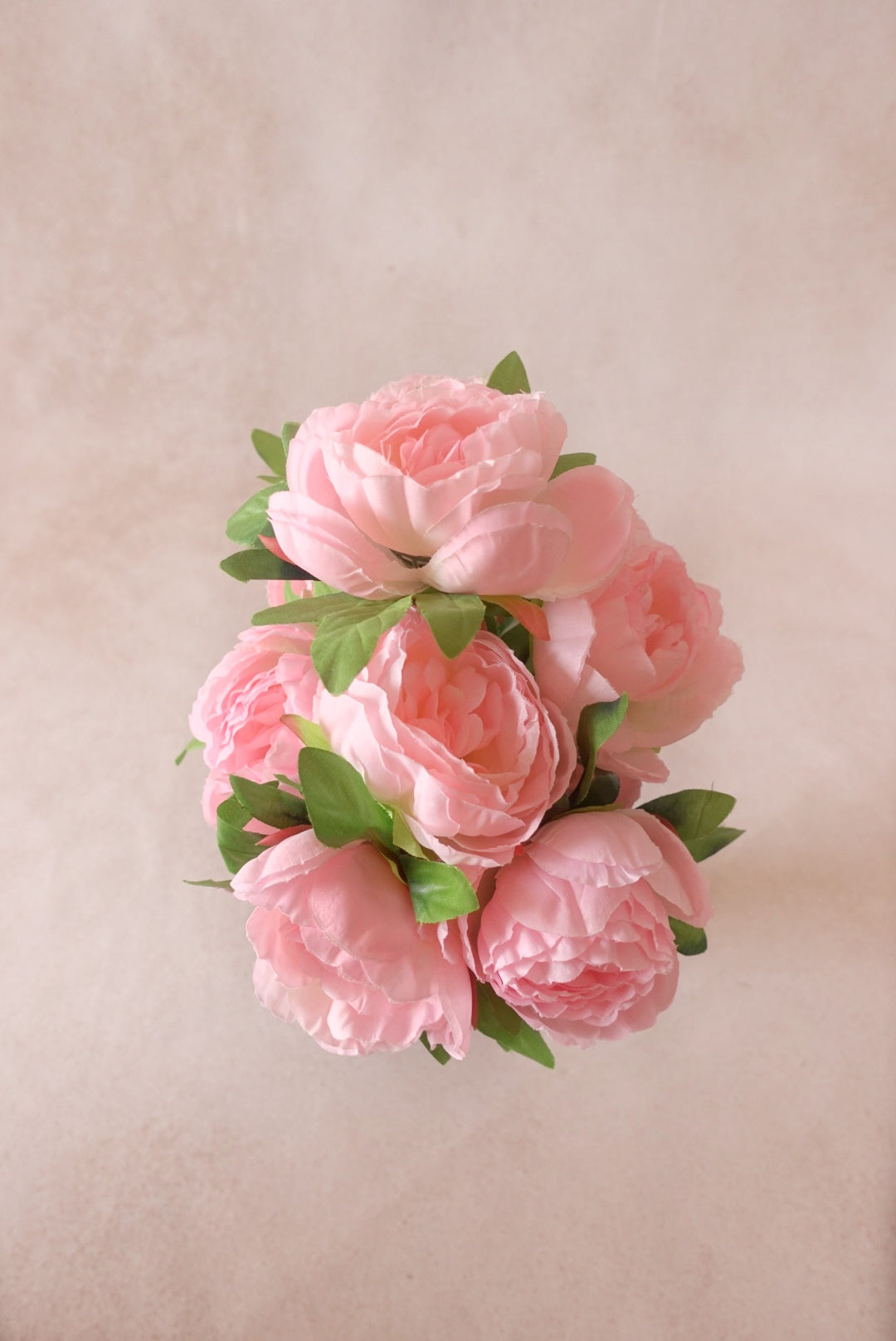 Peonies - Pink