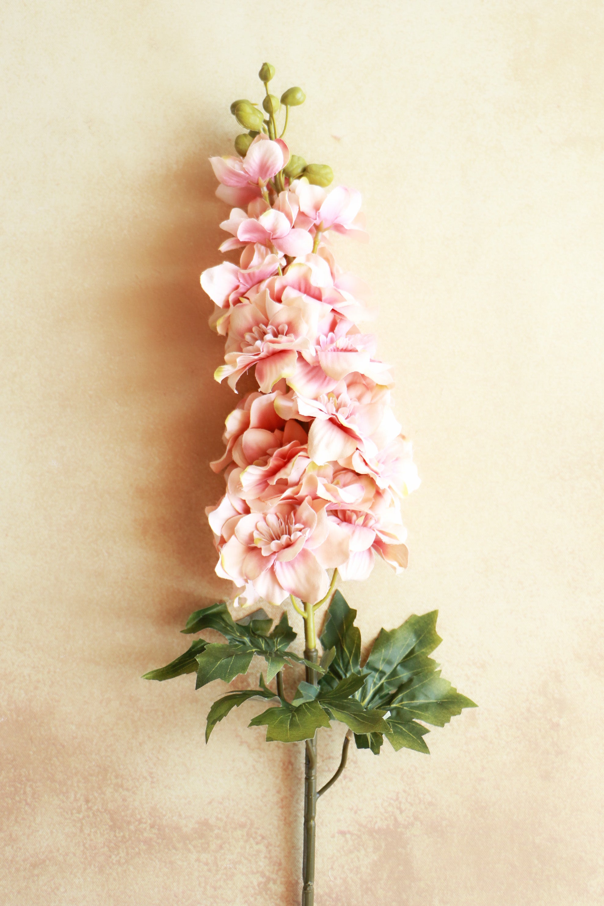 Gladiolus - Peach