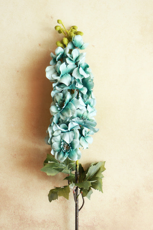 Gladiolus - Blue