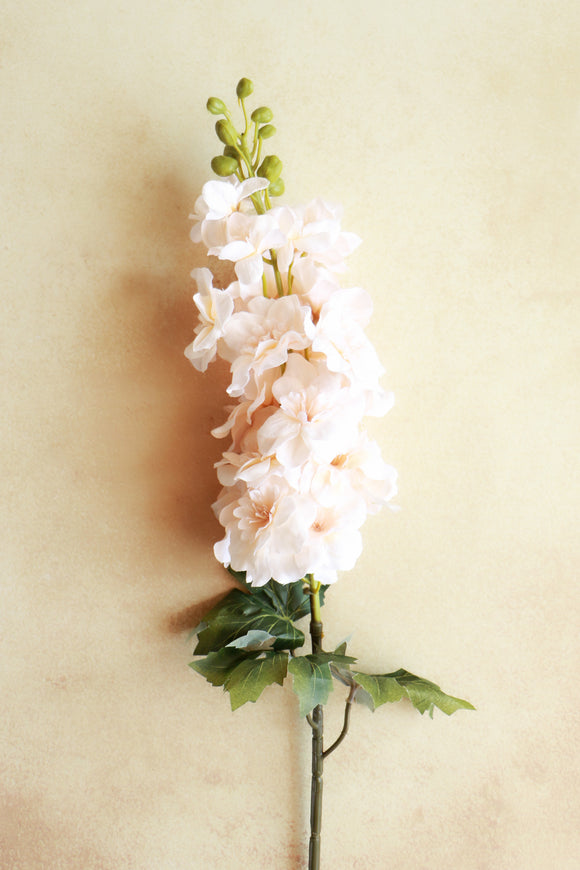 Gladiolus - Cream