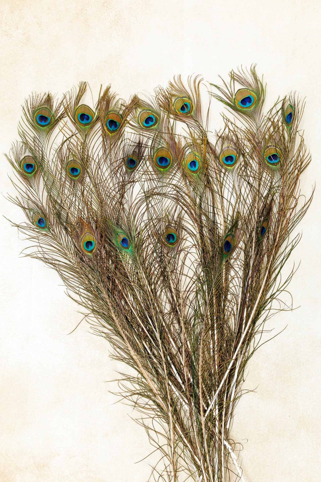 Peacock Feather Set of 20