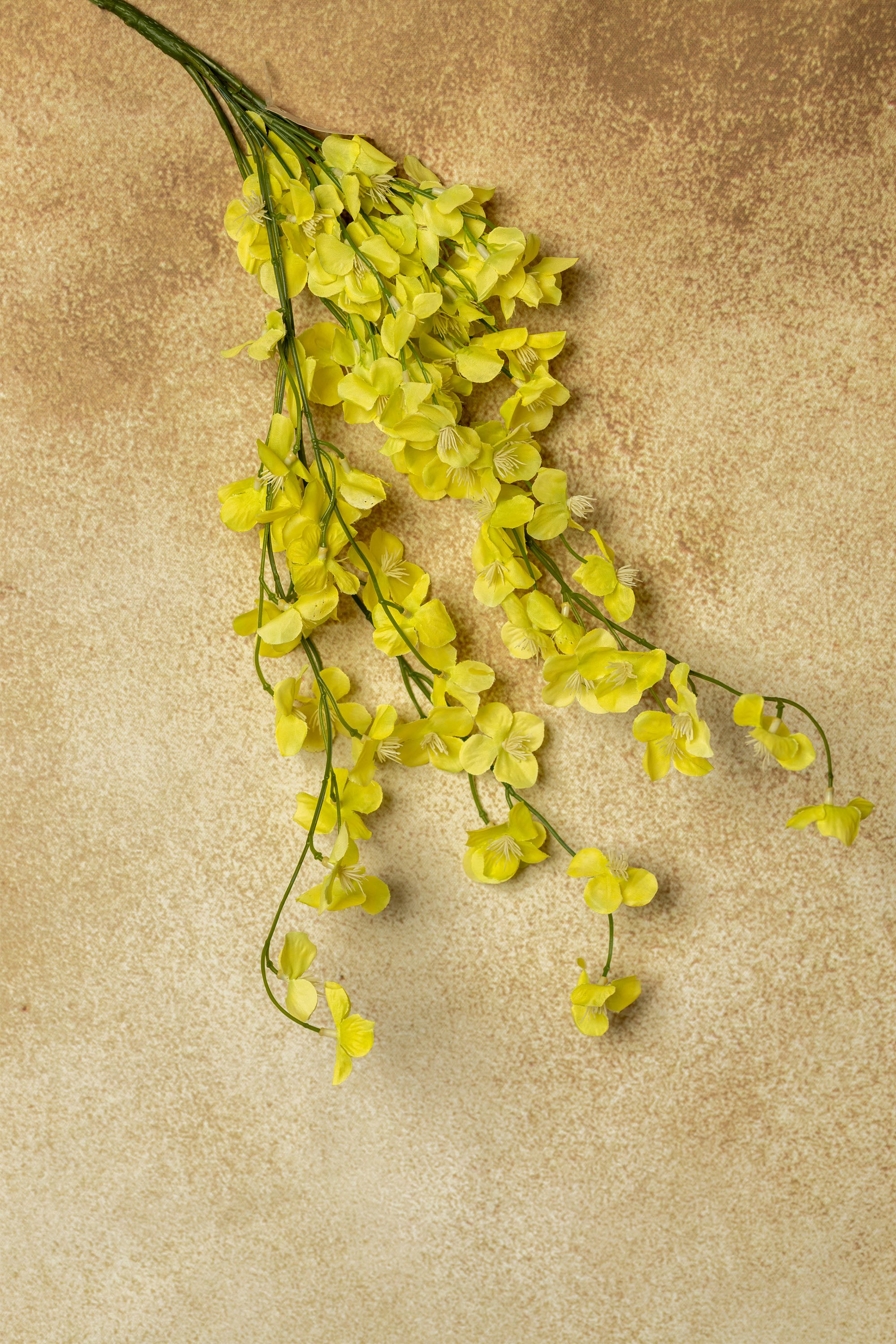 Wisteria - Yellow
