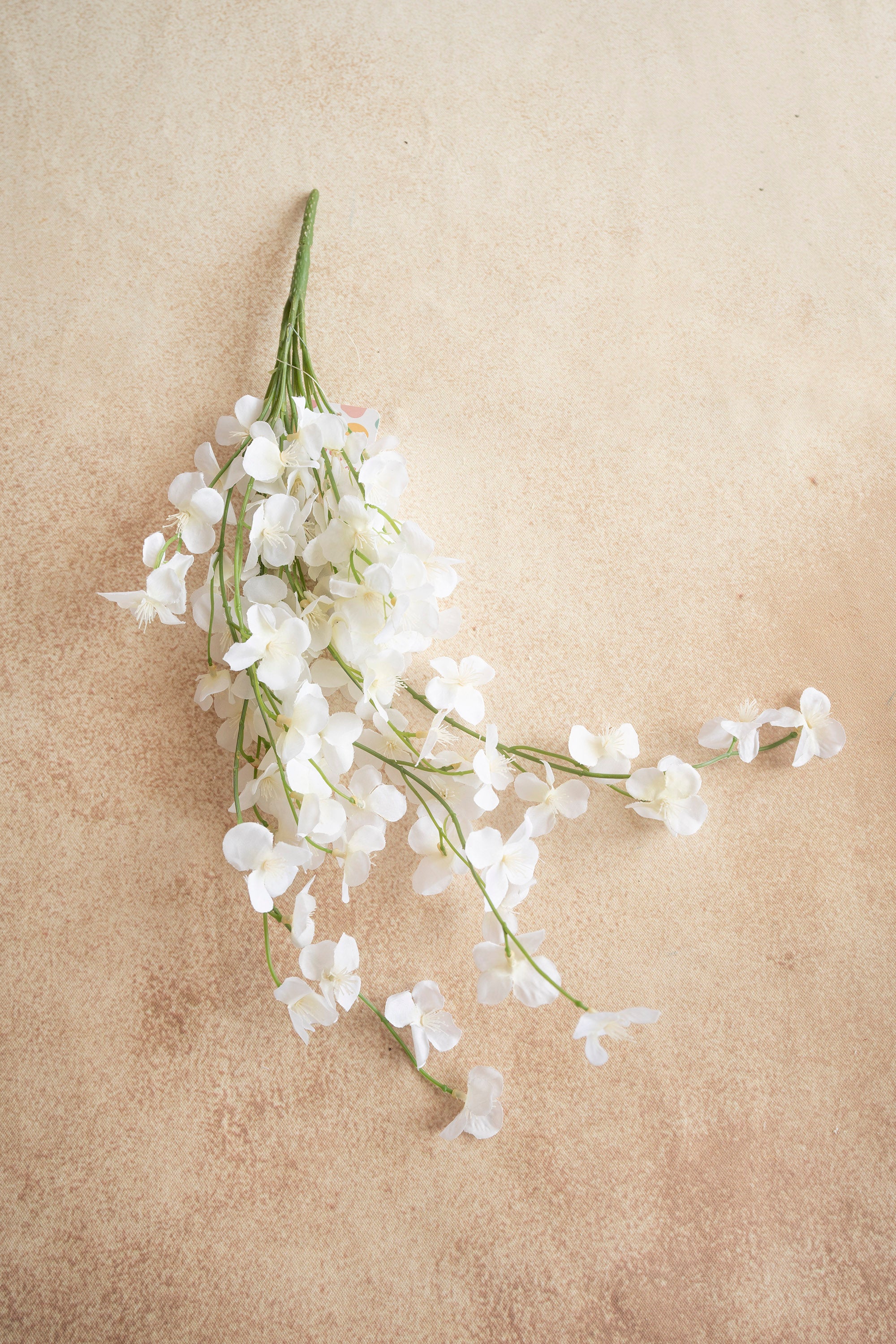 Wisteria - White