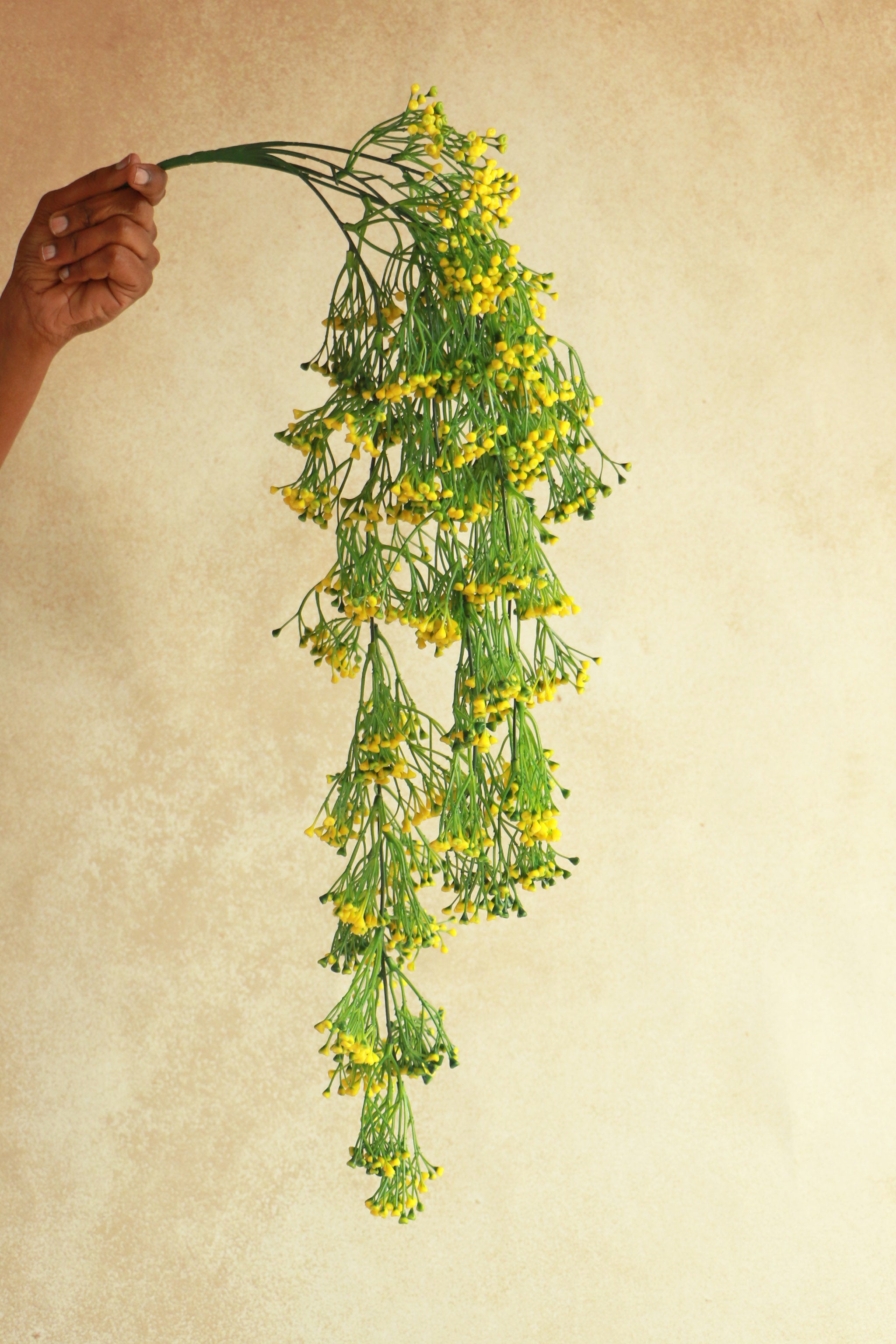 Baby's Breath Creeper - Yellow